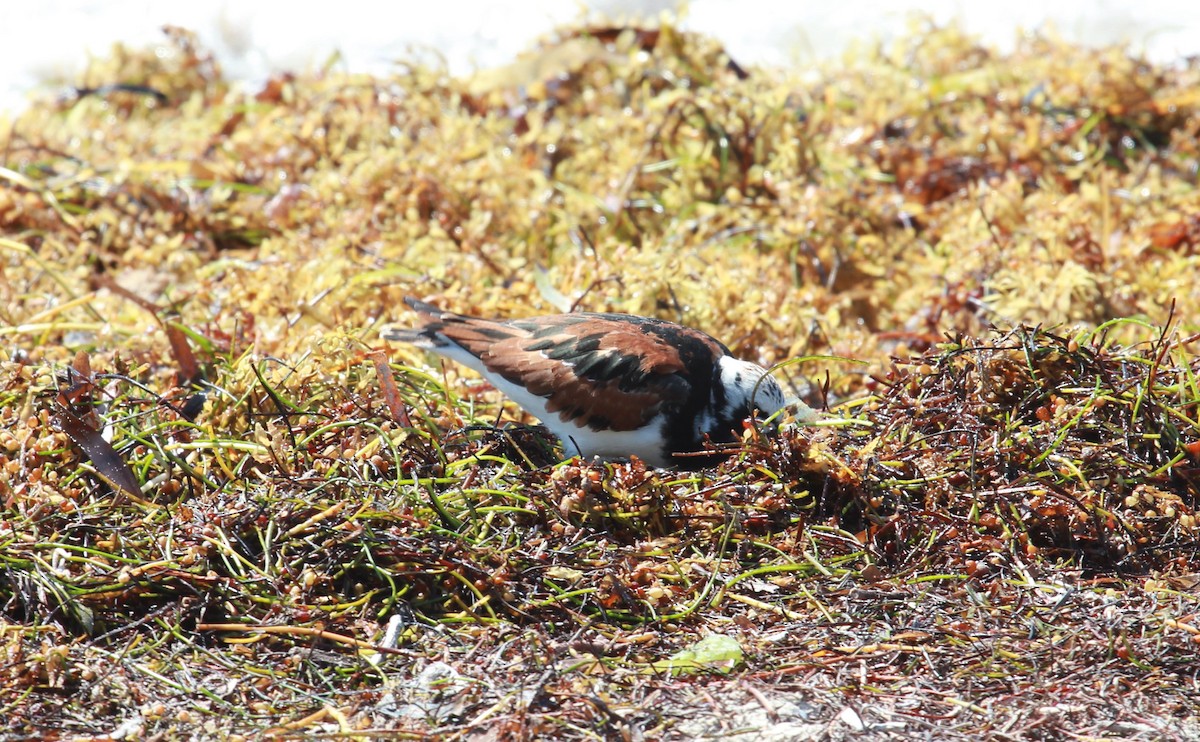 ארנריה אדמונית - ML644298207
