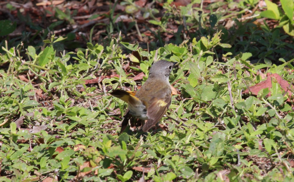 Kızıl Kuyruklu Ötleğen - ML644298210