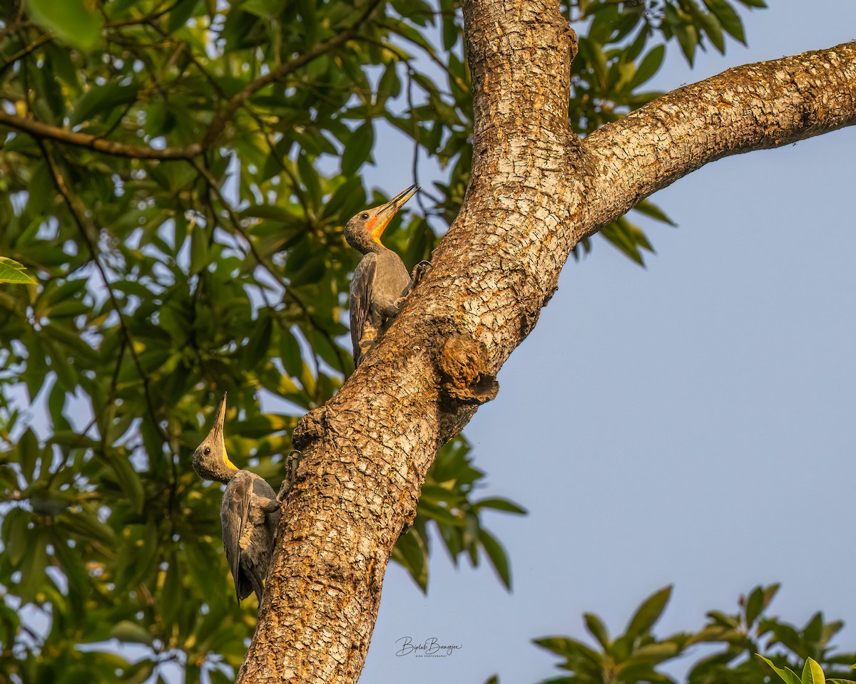 ボウシゲラ - ML644298213