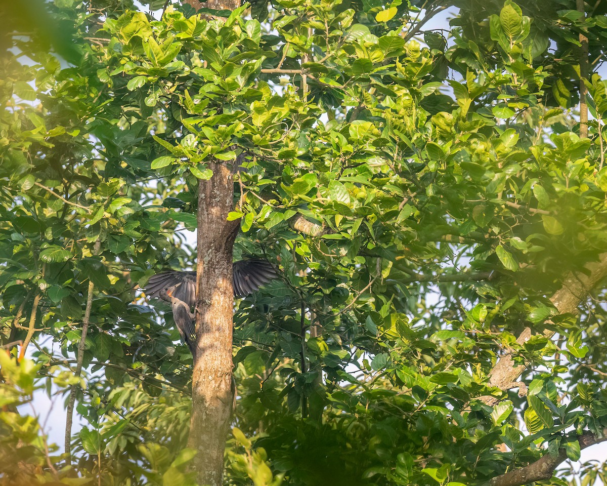 ボウシゲラ - ML644298214