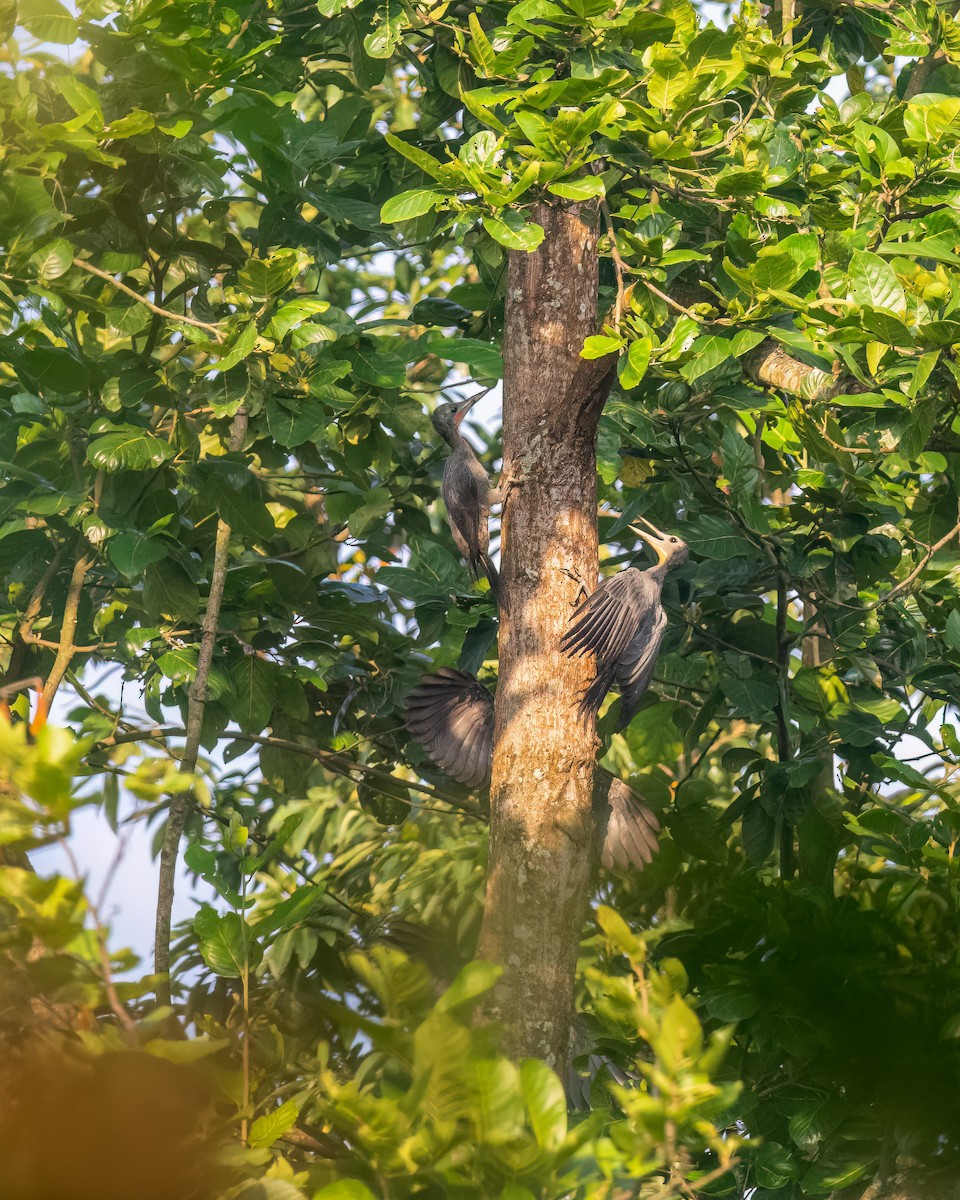 ボウシゲラ - ML644298215