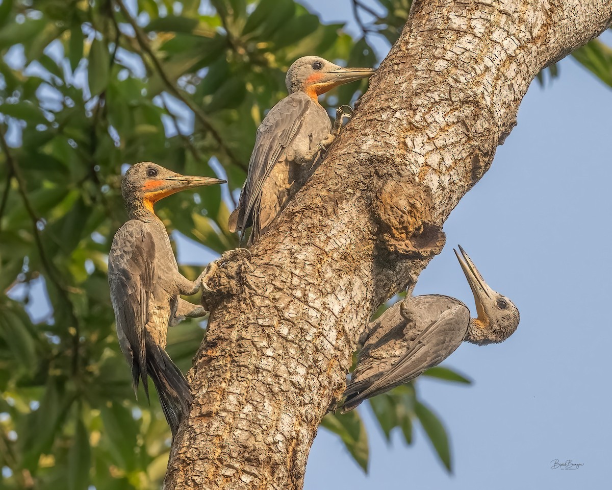 ボウシゲラ - ML644298217