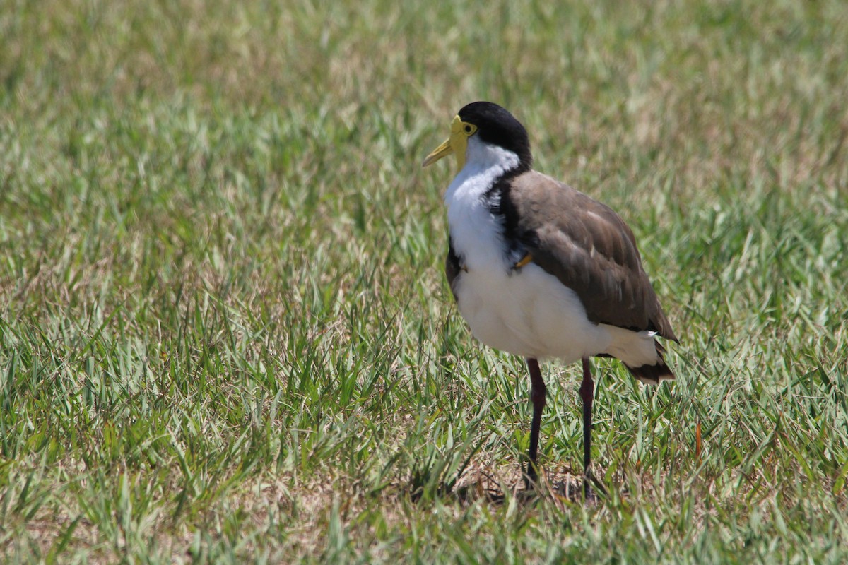 Masked Lapwing - ML644298224