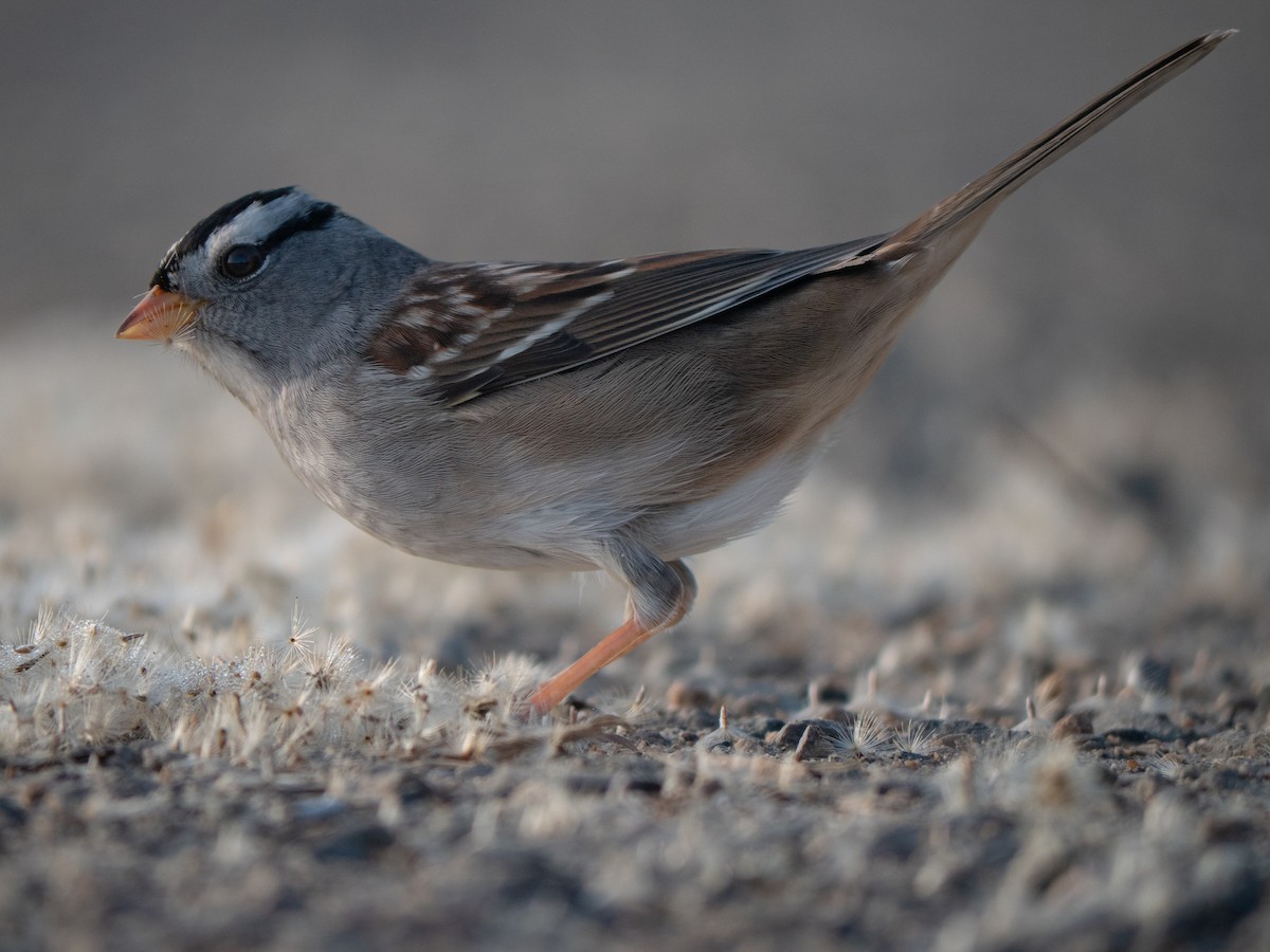 Porsuk Serçesi - ML644298236