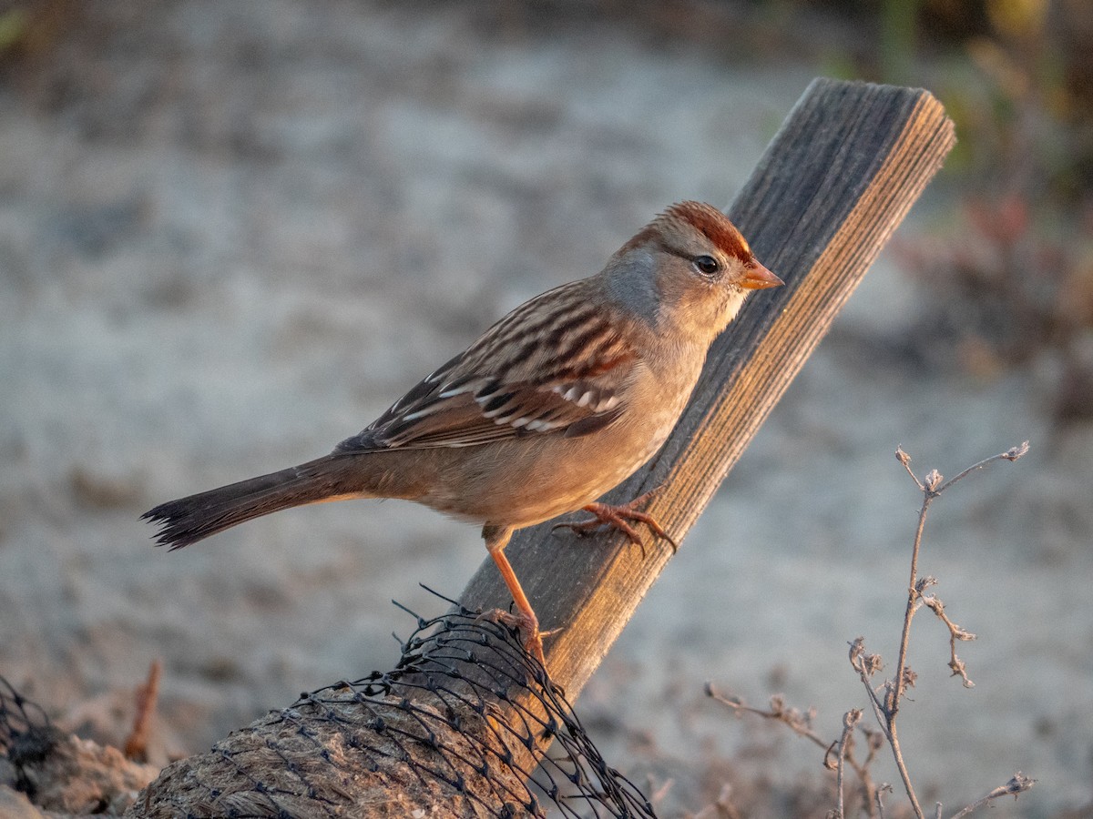 Porsuk Serçesi - ML644298242