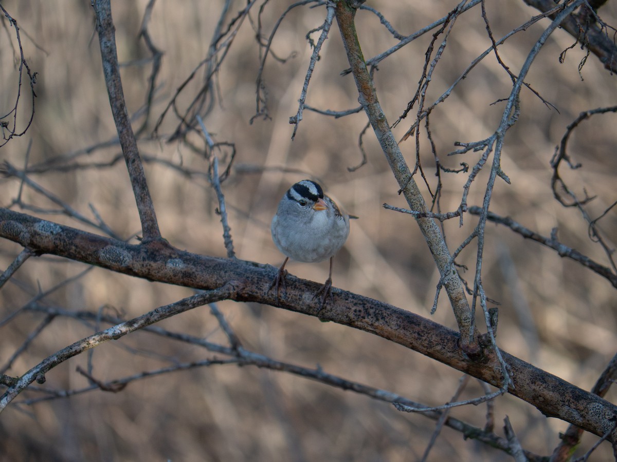 Porsuk Serçesi - ML644298244