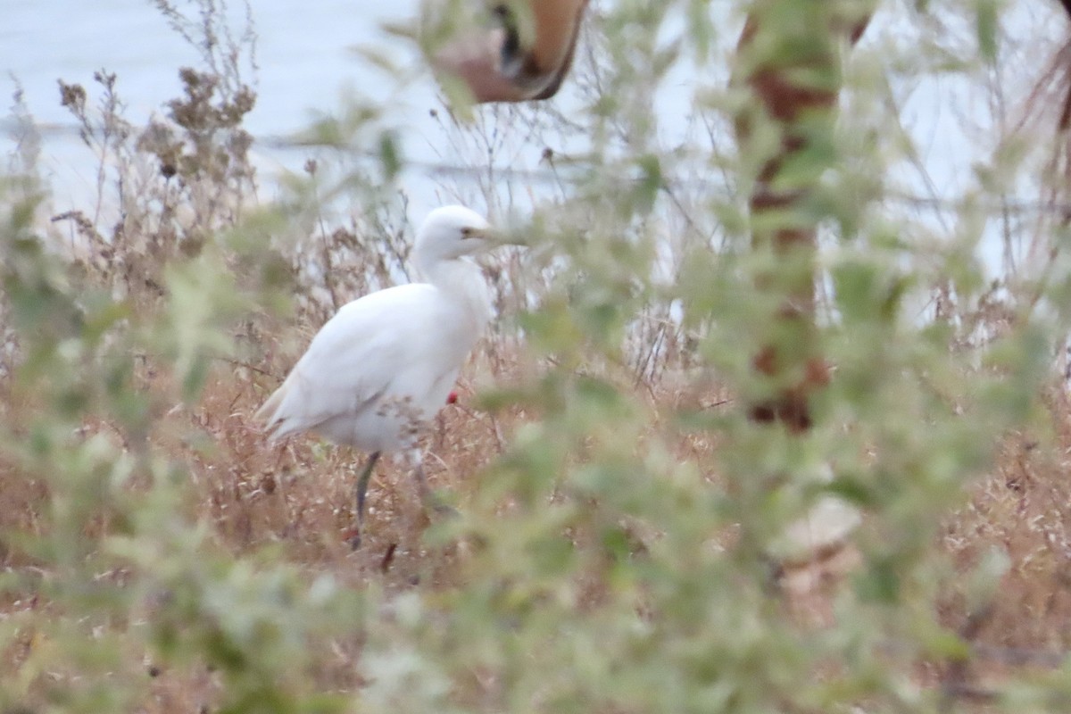 Western Cattle-Egret - ML644298254