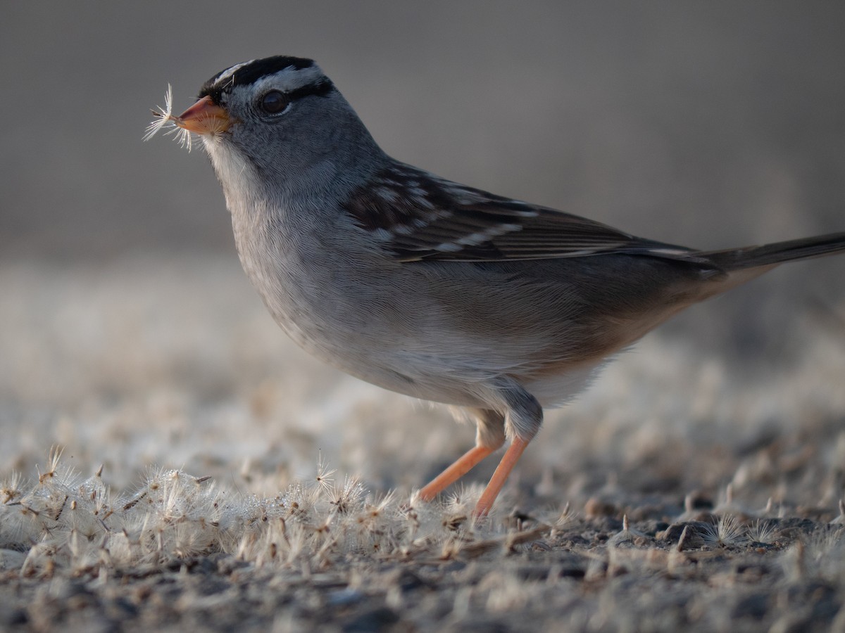 Porsuk Serçesi - ML644298255