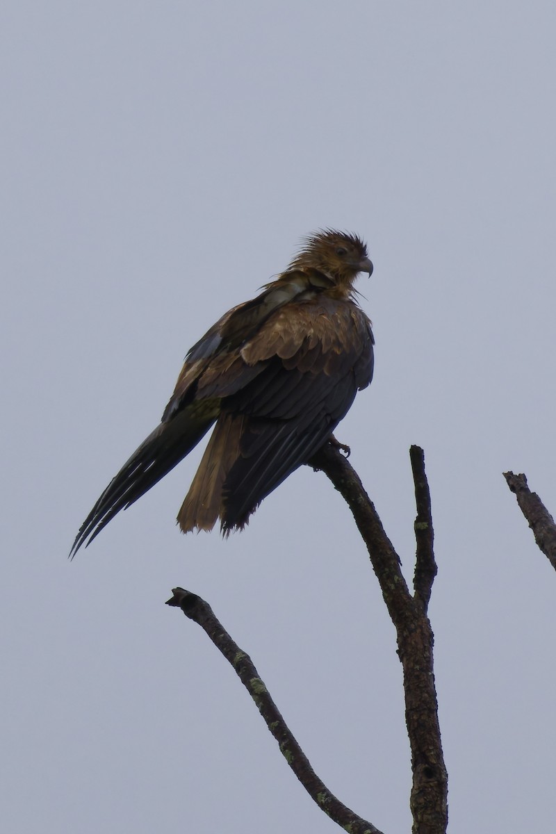 Whistling Kite - ML644298284