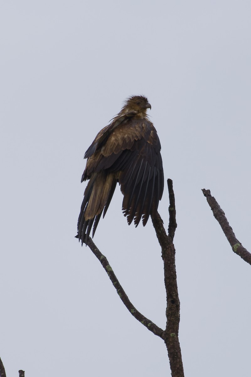 Whistling Kite - ML644298285