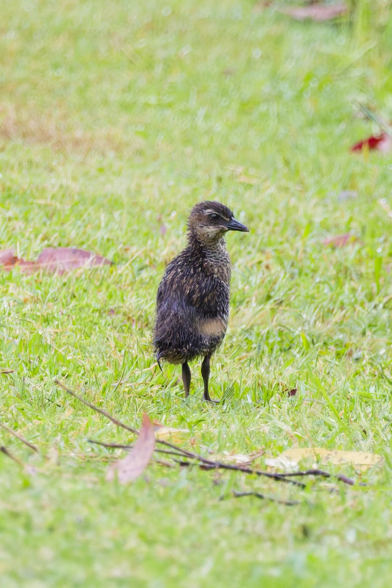 Buff-banded Rail - ML644298291