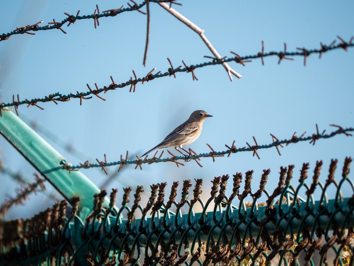 Yellow-rumped Warbler - ML644298293