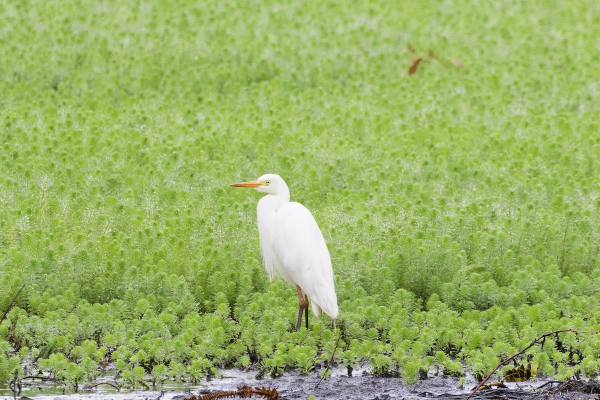 Plumed Egret - ML644298297