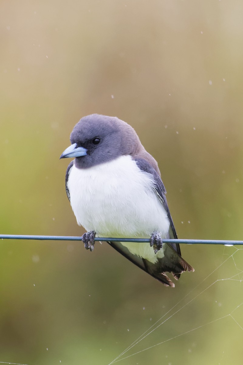 Weißbauch-Schwalbenstar - ML644298298