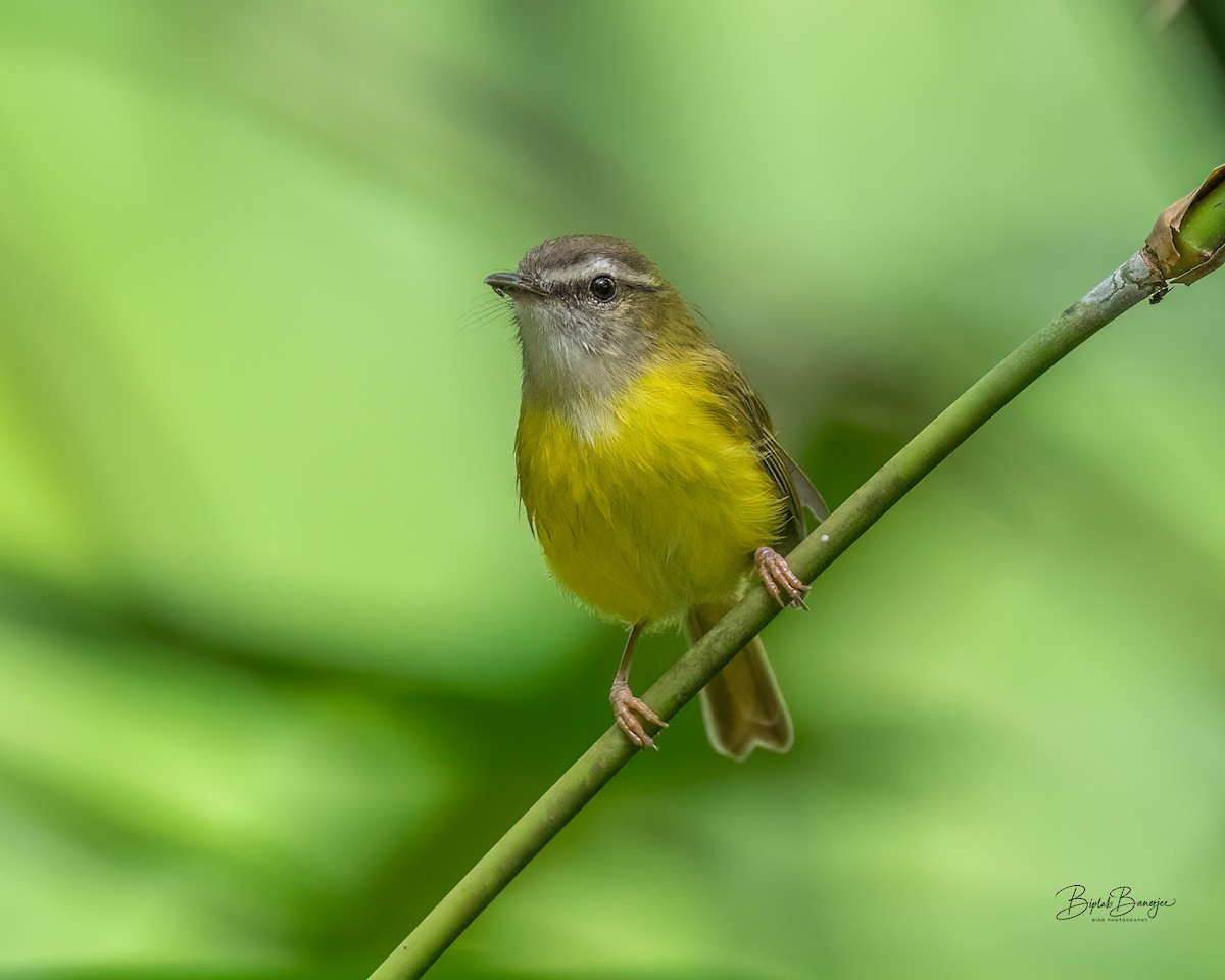 Yellow-bellied Warbler - ML644298299