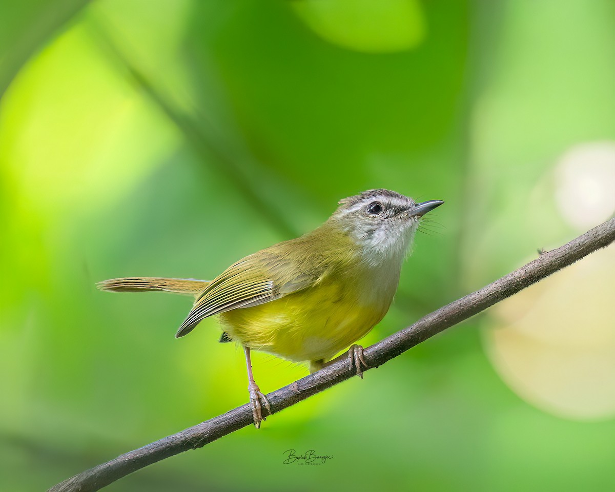 Yellow-bellied Warbler - ML644298300