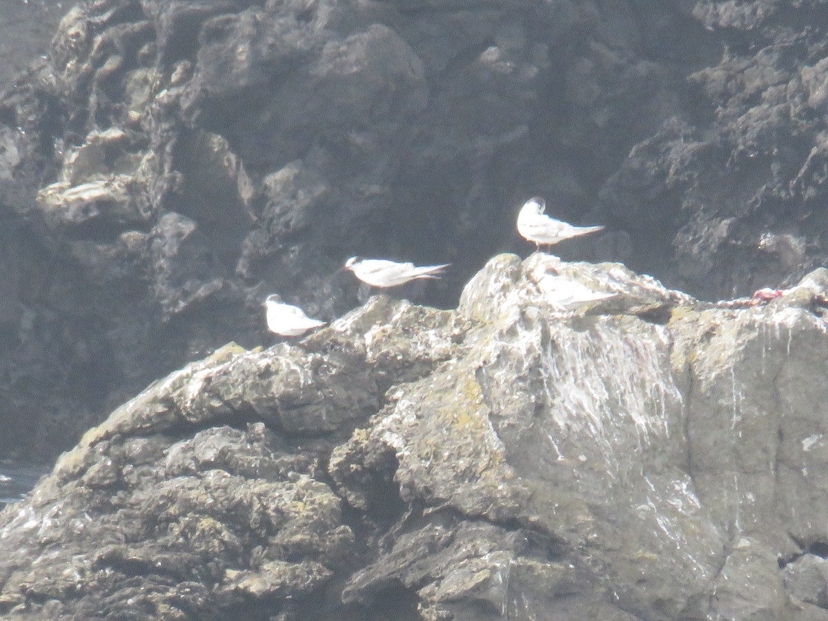 rybák obecný - ML644298302