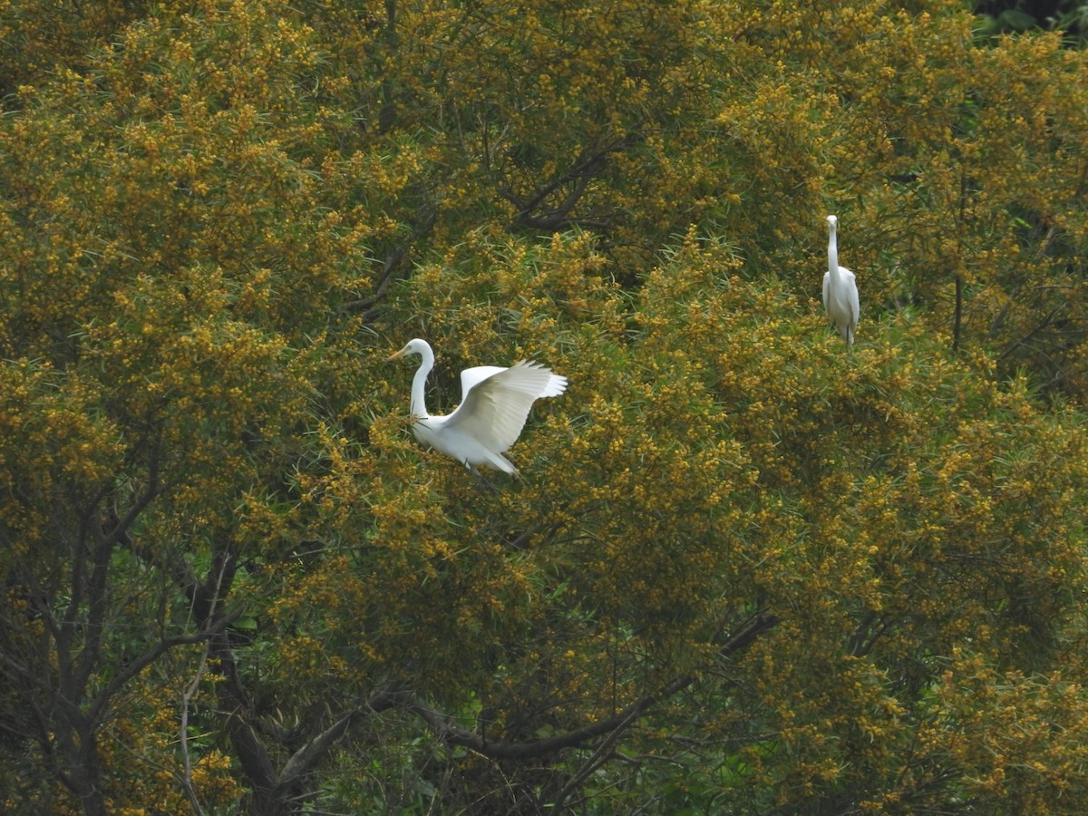 Koartza zuria - ML644298306