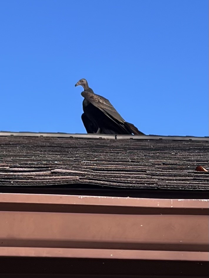 Катарта червоноголова - ML644298310