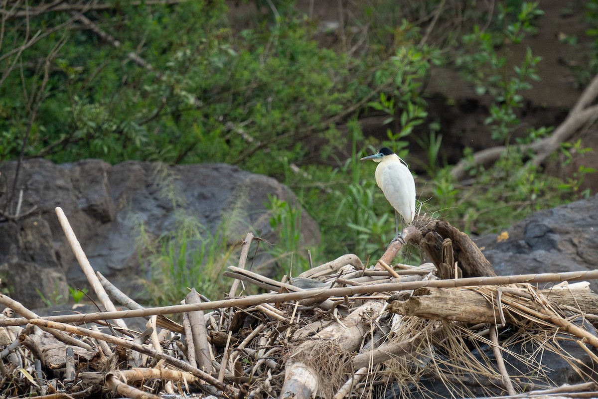 Capped Heron - ML644298311