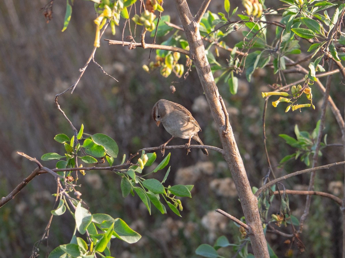 Porsuk Serçesi - ML644298312