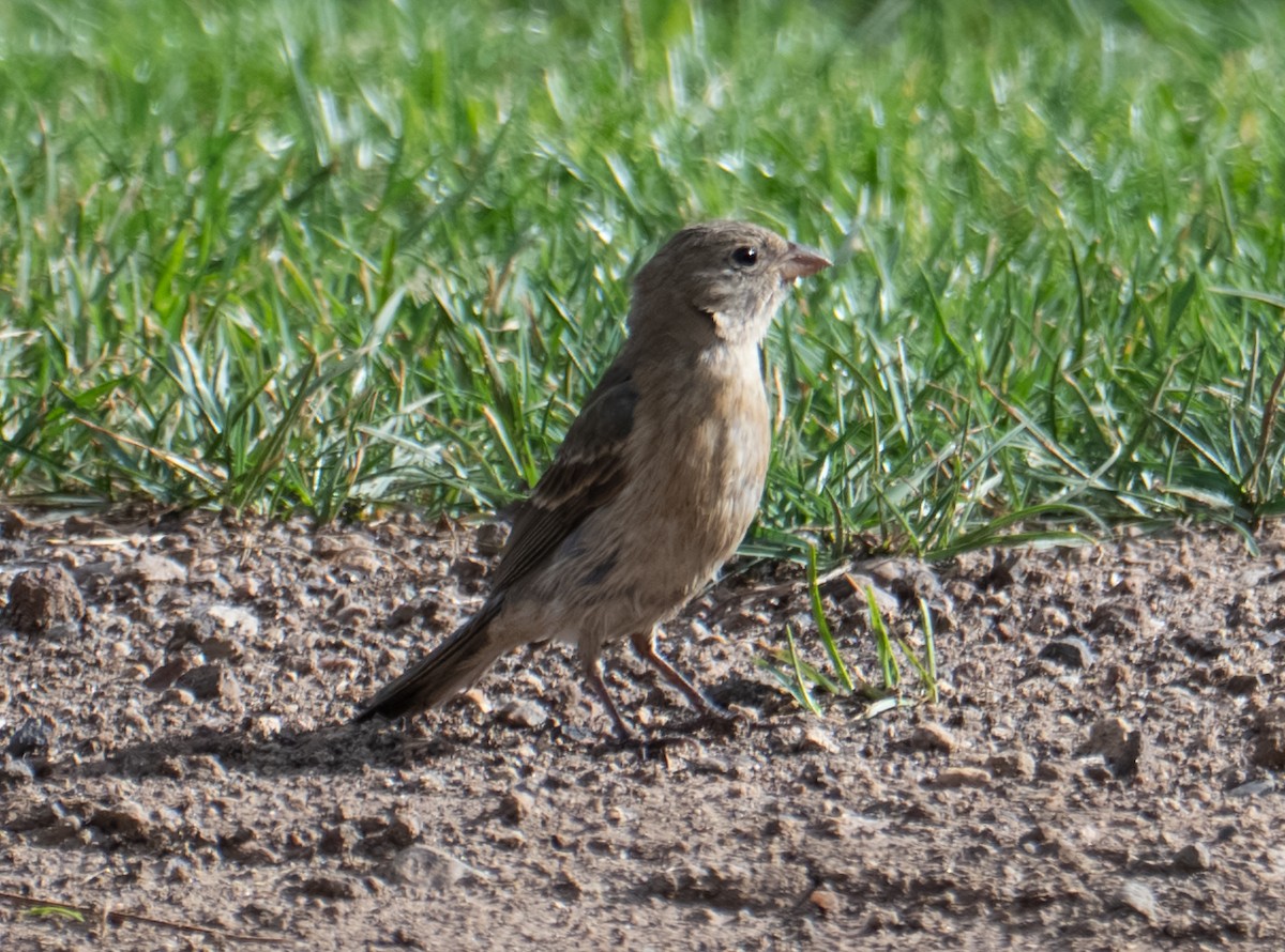 Lazuli Bunting - ML644298340