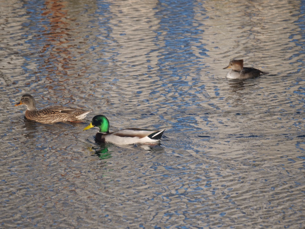 Canard colvert - ML644298345