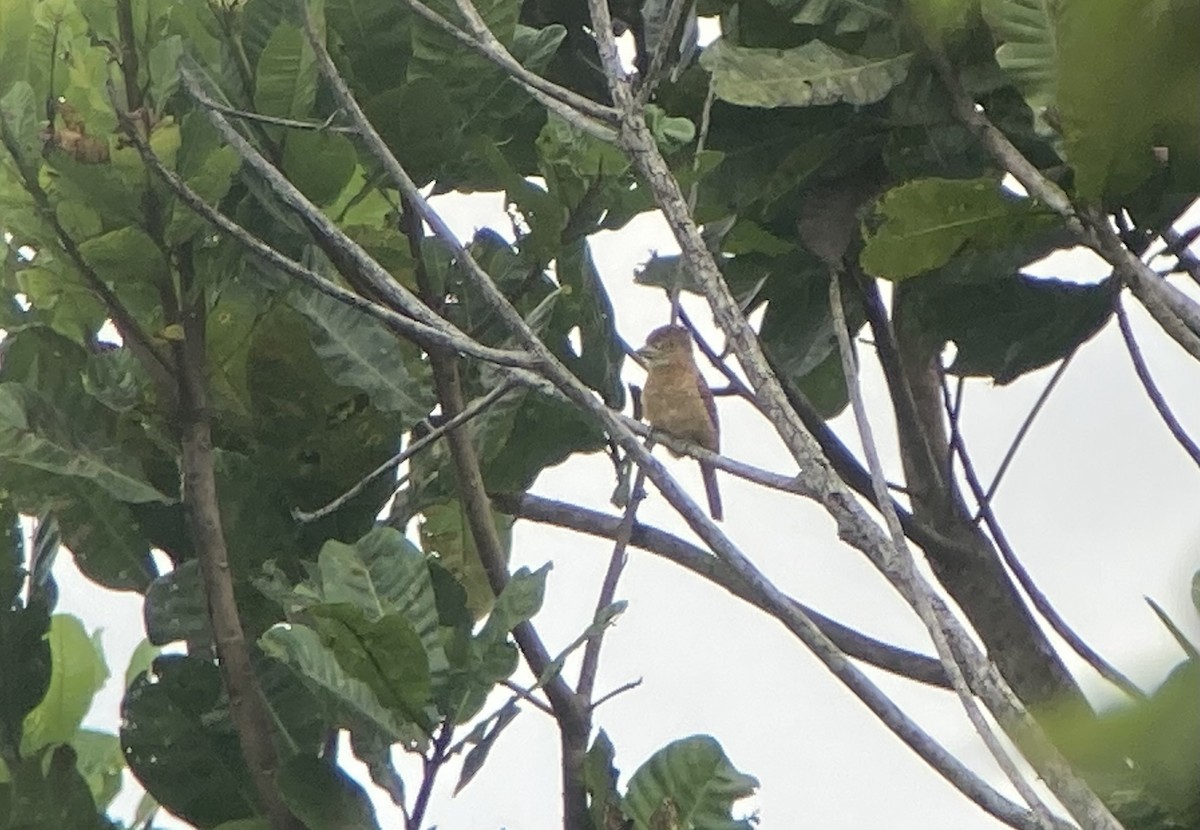 Barred Puffbird - ML644298347