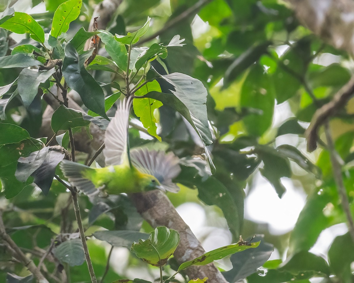 Blue-winged Leafbird - ML644298354