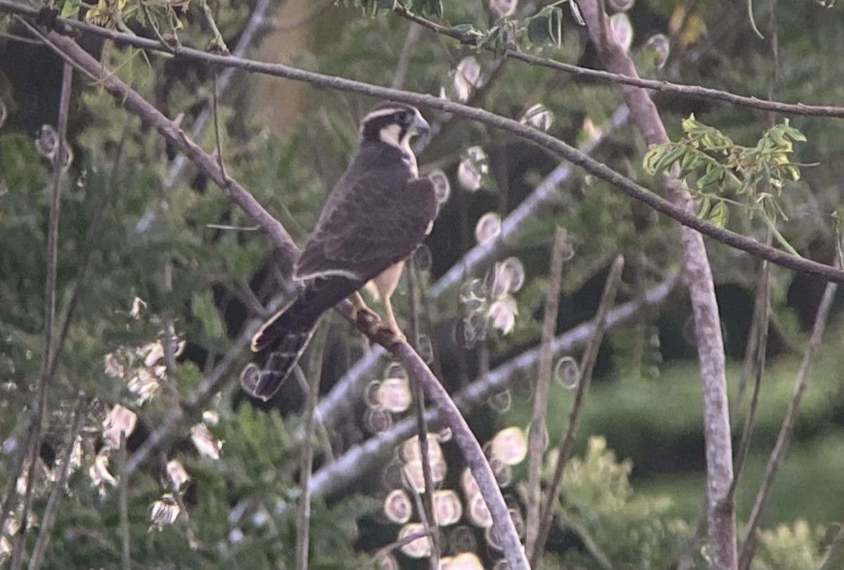 Belatz galtzaduna - ML644298364