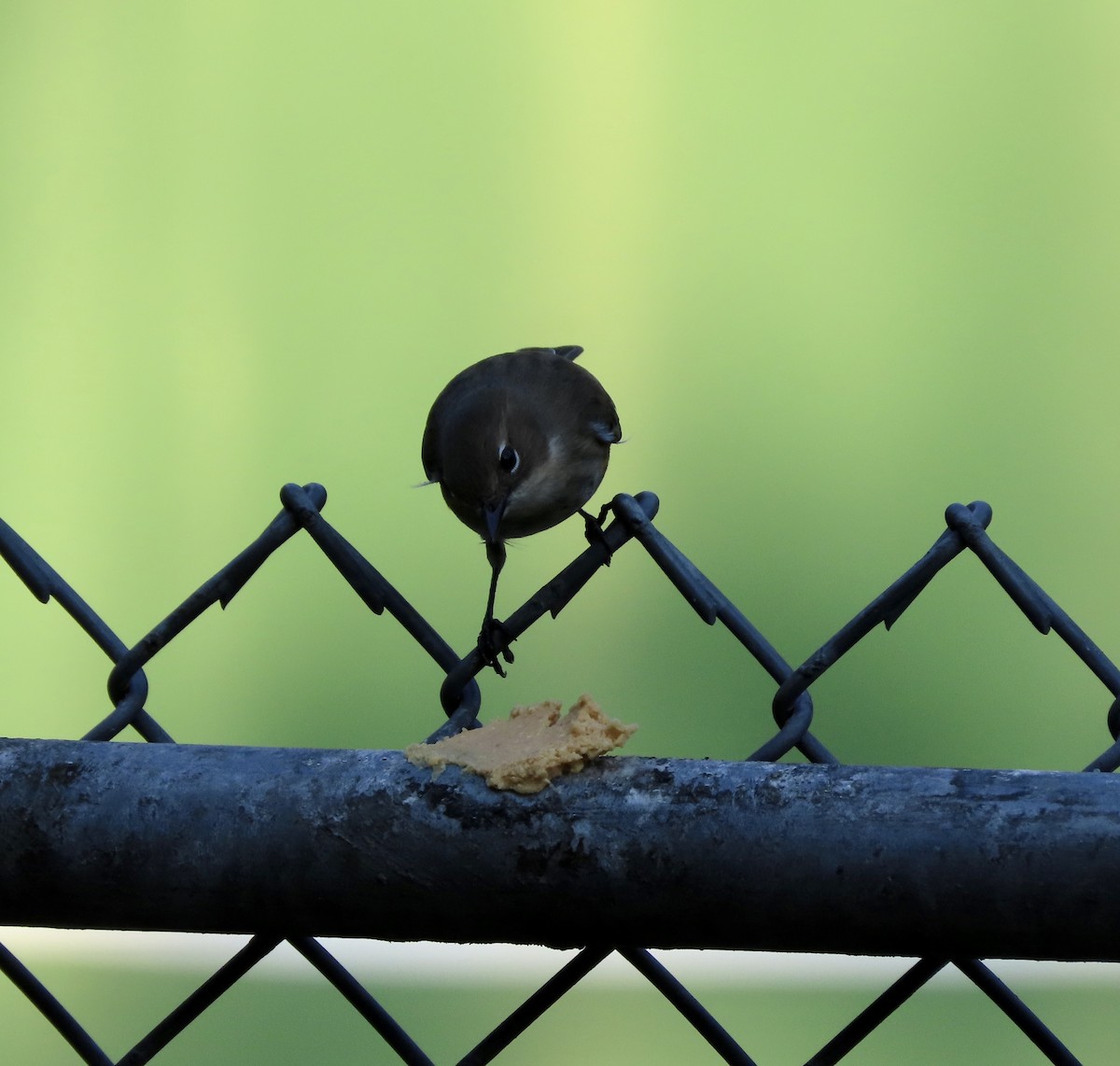 Yellow-rumped Warbler (Myrtle) - ML644298377