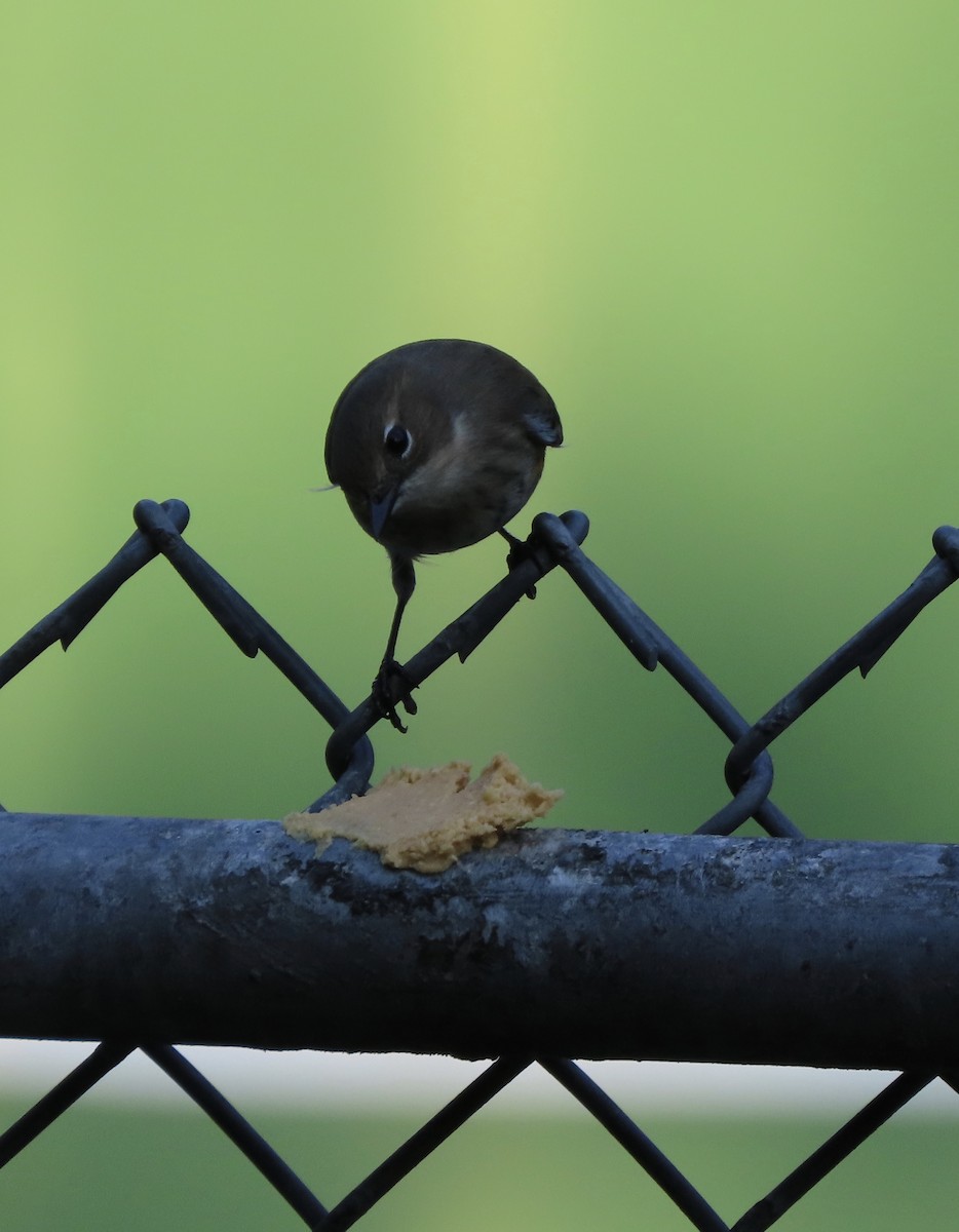 Yellow-rumped Warbler (Myrtle) - ML644298378
