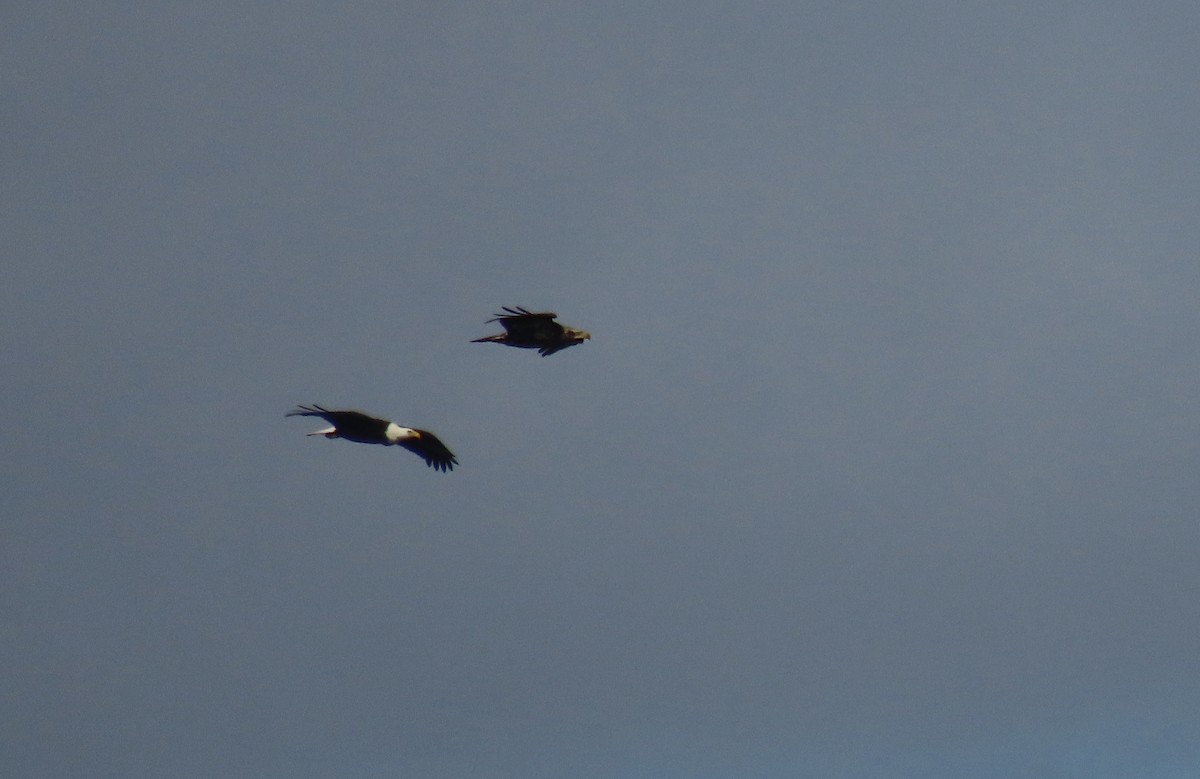 Bald Eagle - ML644298380