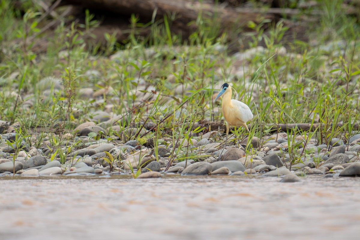 Capped Heron - ML644298400