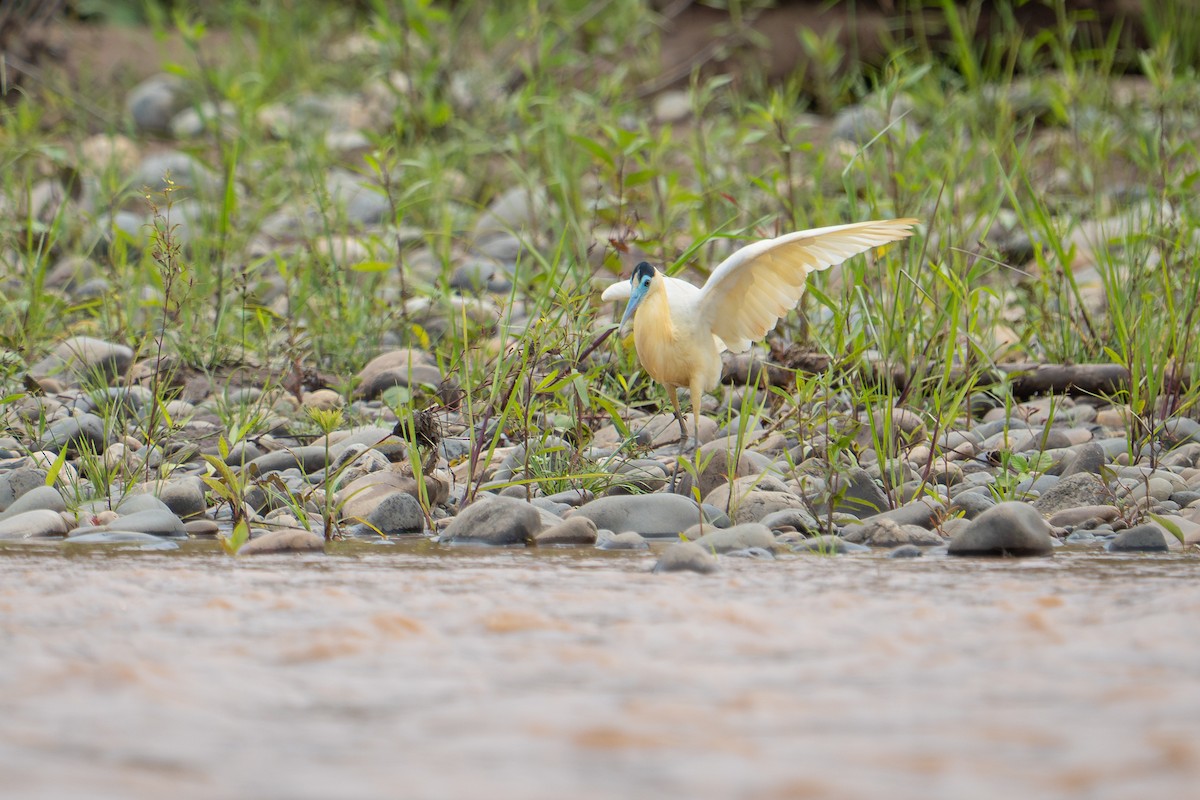 Capped Heron - ML644298401