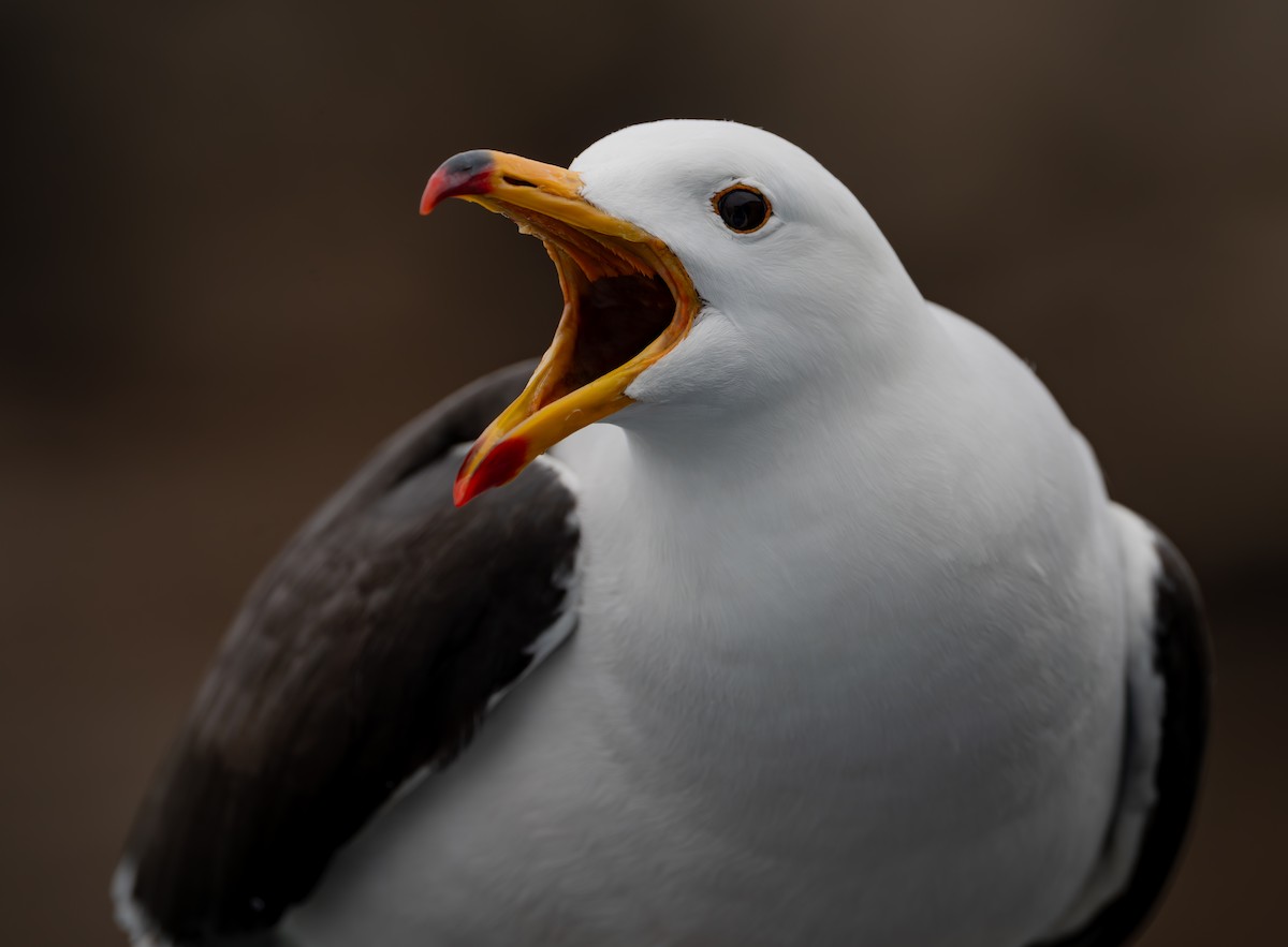 Goéland siméon - ML644298403