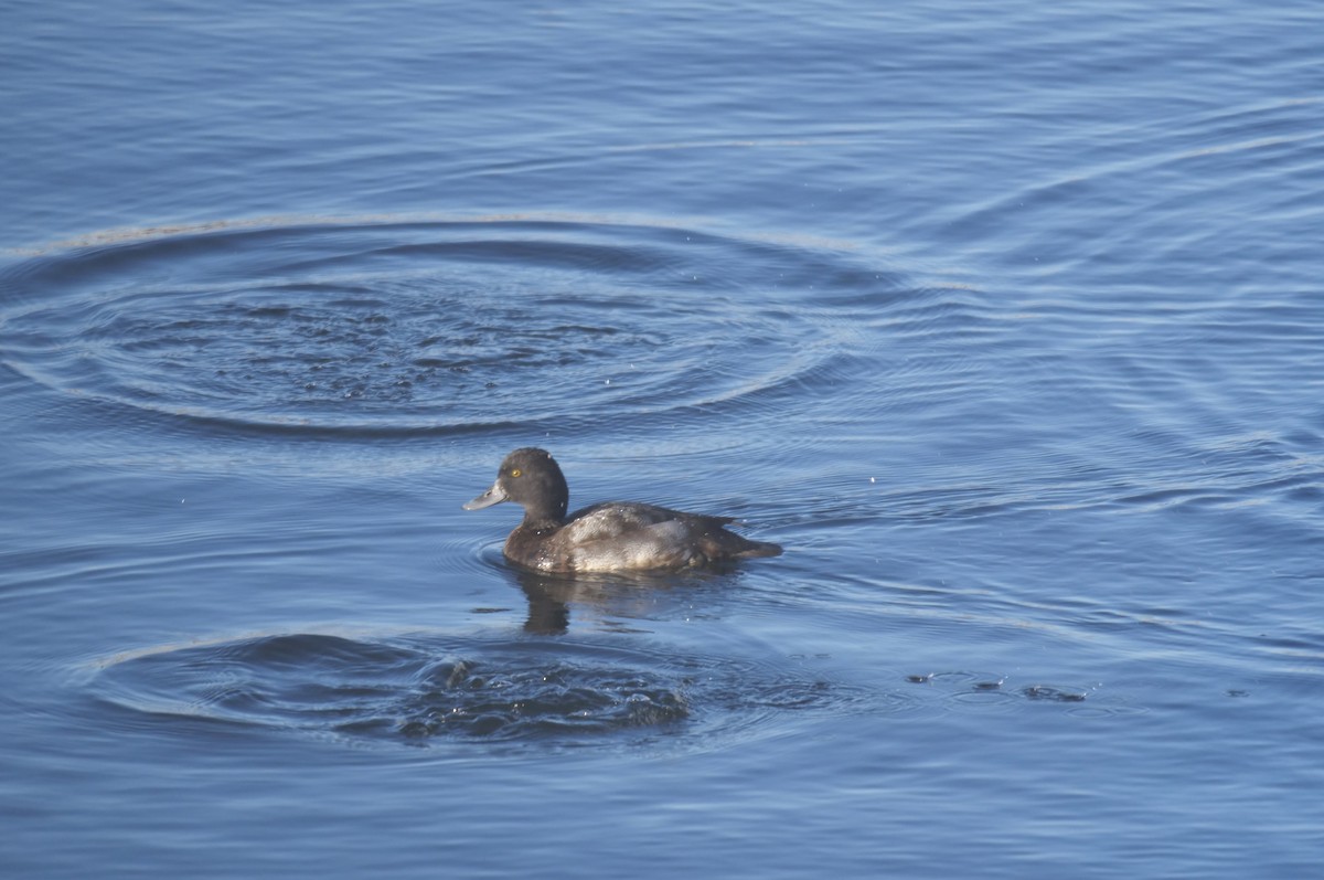 Petit Fuligule - ML644298411