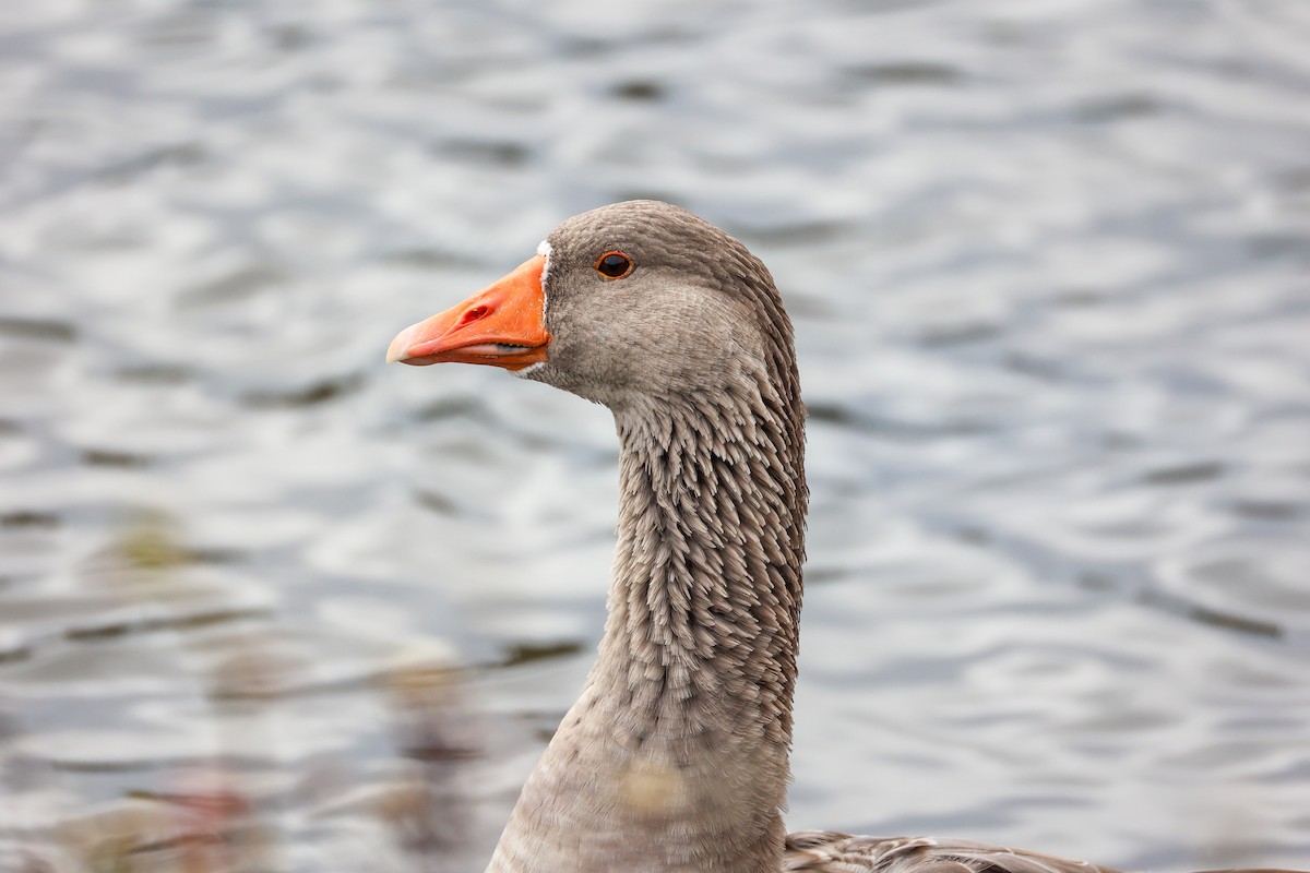 Anser sp. (forme domestique) - ML644298429