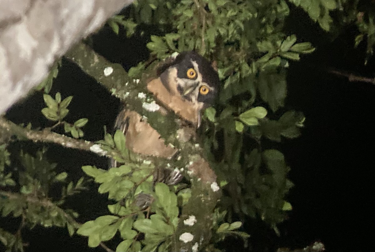 Spectacled Owl - ML644298433