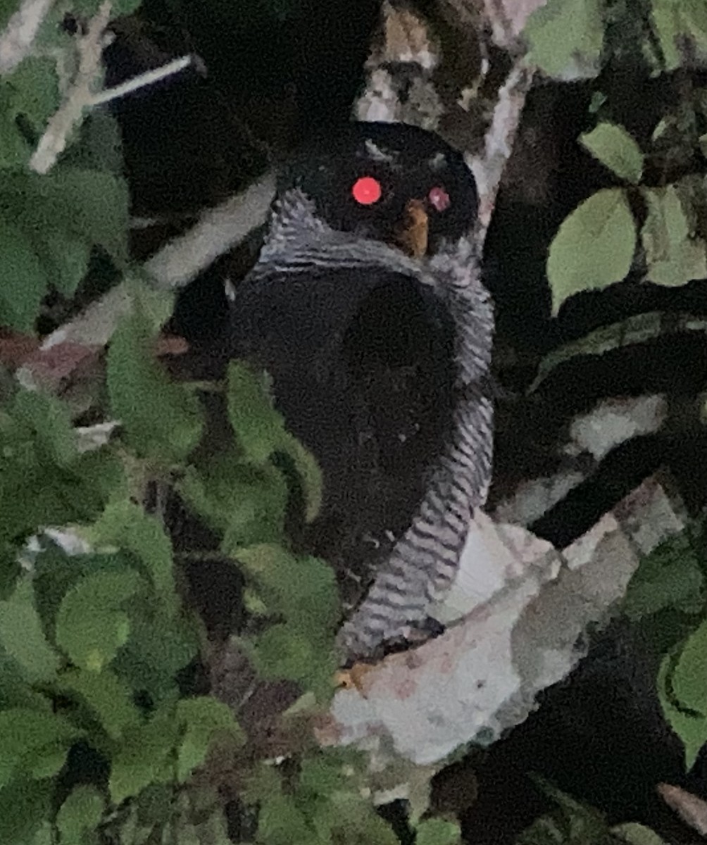 シロクロヒナフクロウ - ML644298440