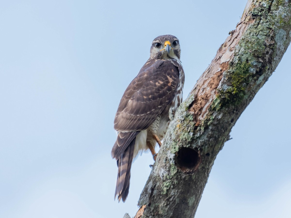 Gri Şahin - ML644298442