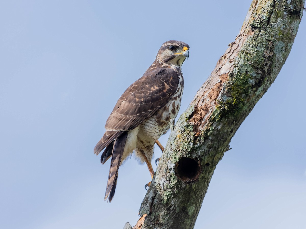 Gri Şahin - ML644298444