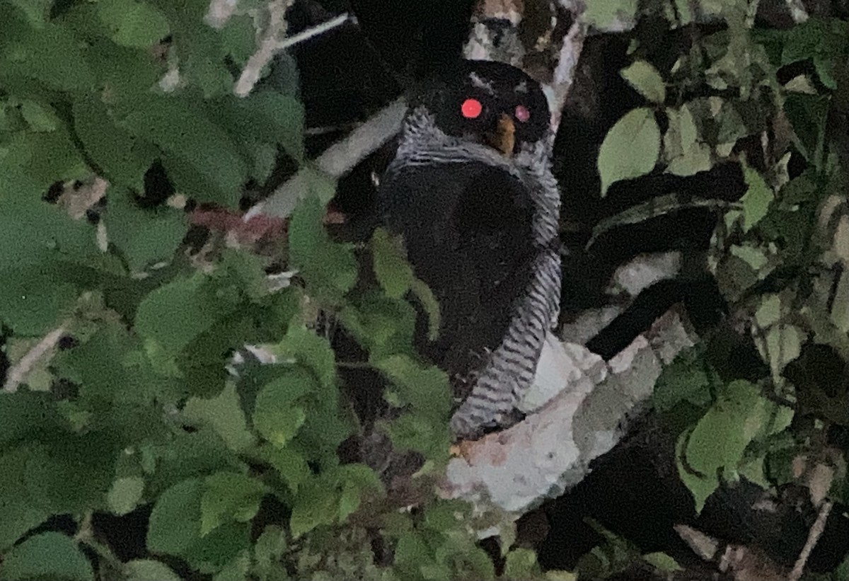 シロクロヒナフクロウ - ML644298445