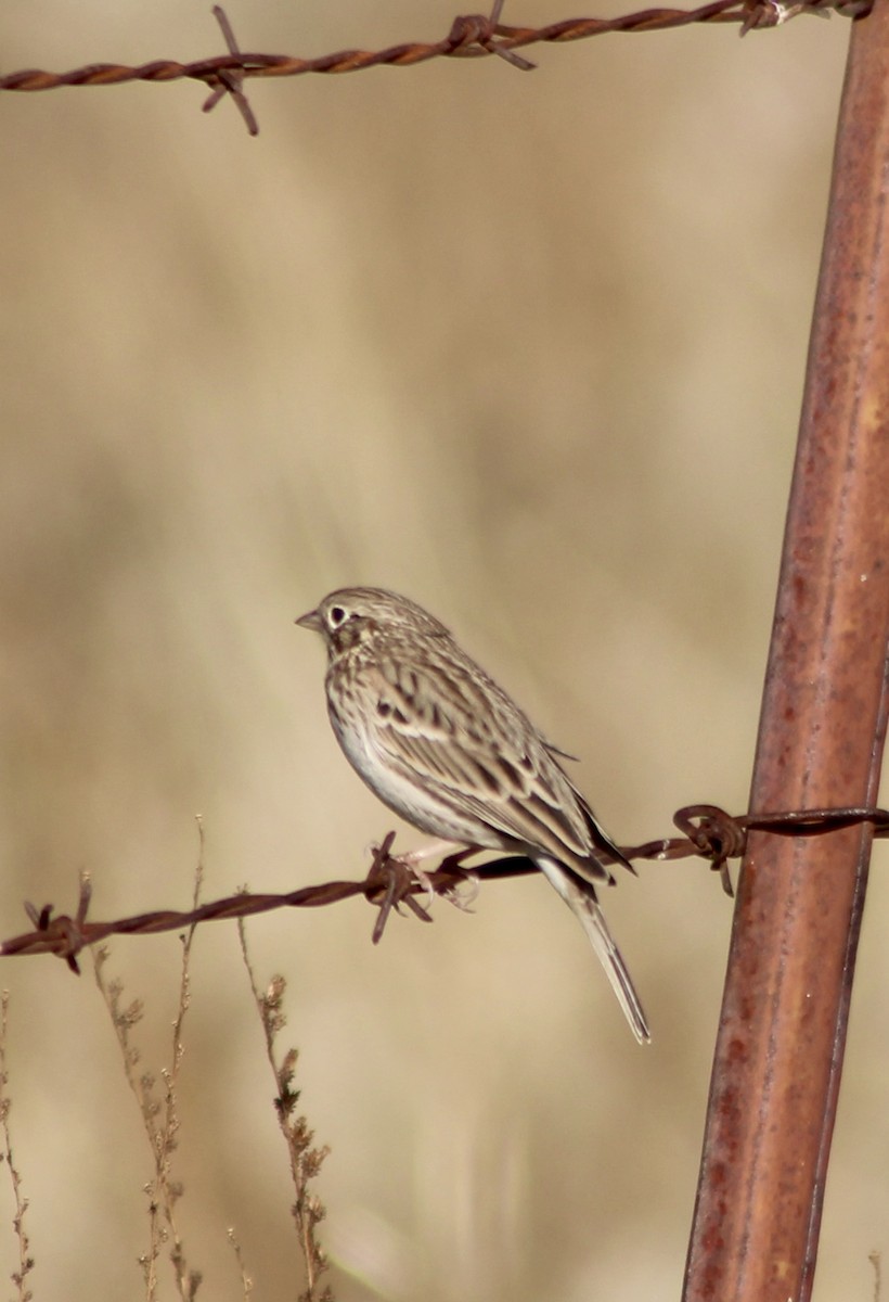 Vesper Sparrow - ML644298446