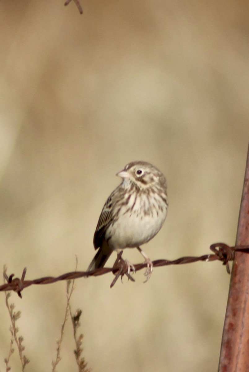 Vesper Sparrow - ML644298447