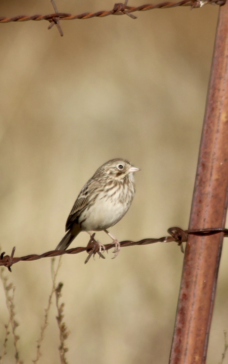 Vesper Sparrow - ML644298448