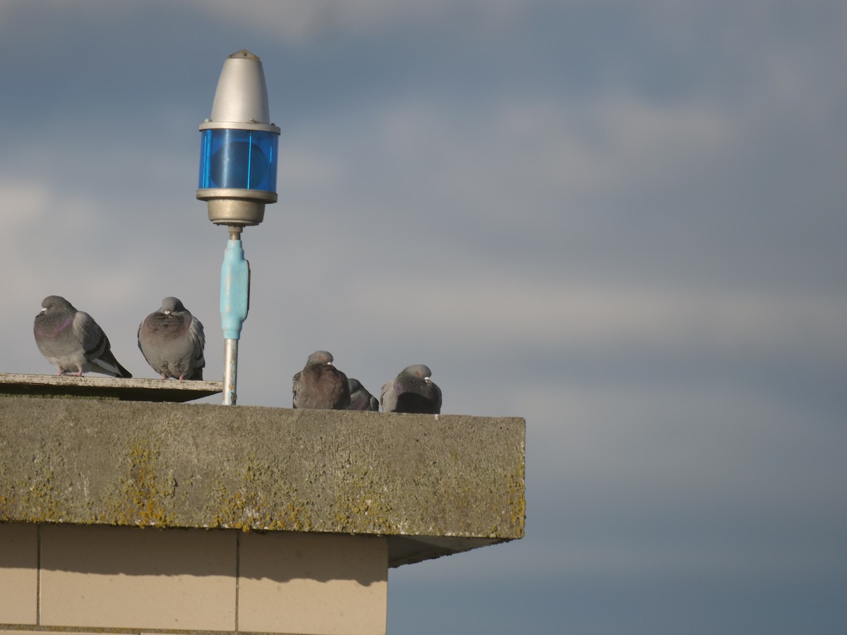 Pigeon biset (forme domestique) - ML644298450