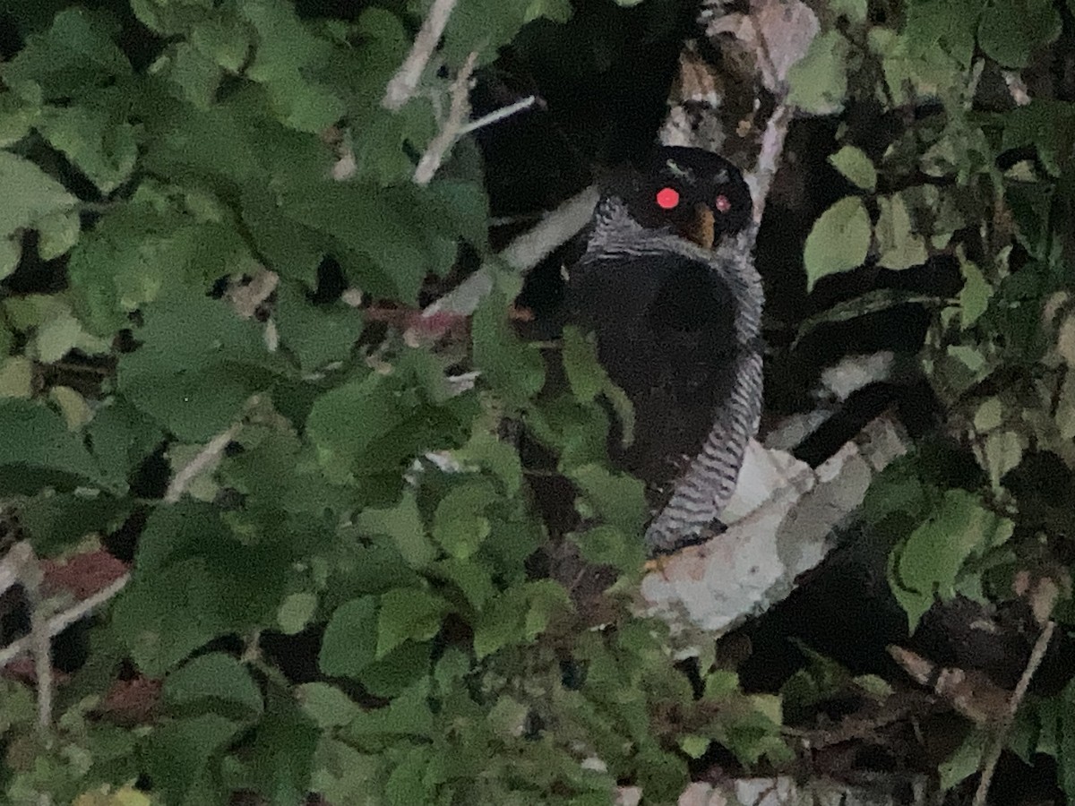 シロクロヒナフクロウ - ML644298453