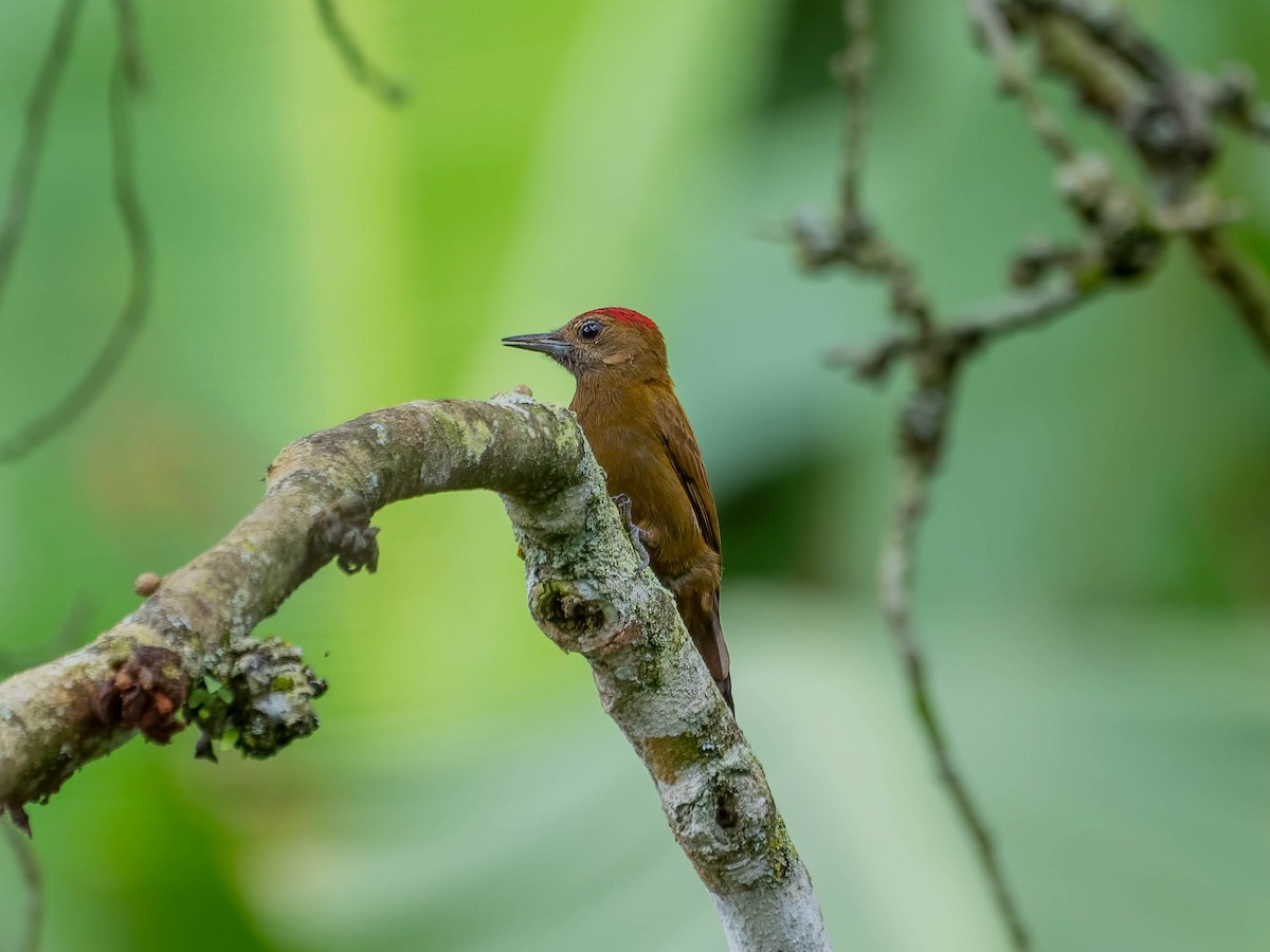 ハゲラ - ML644298456