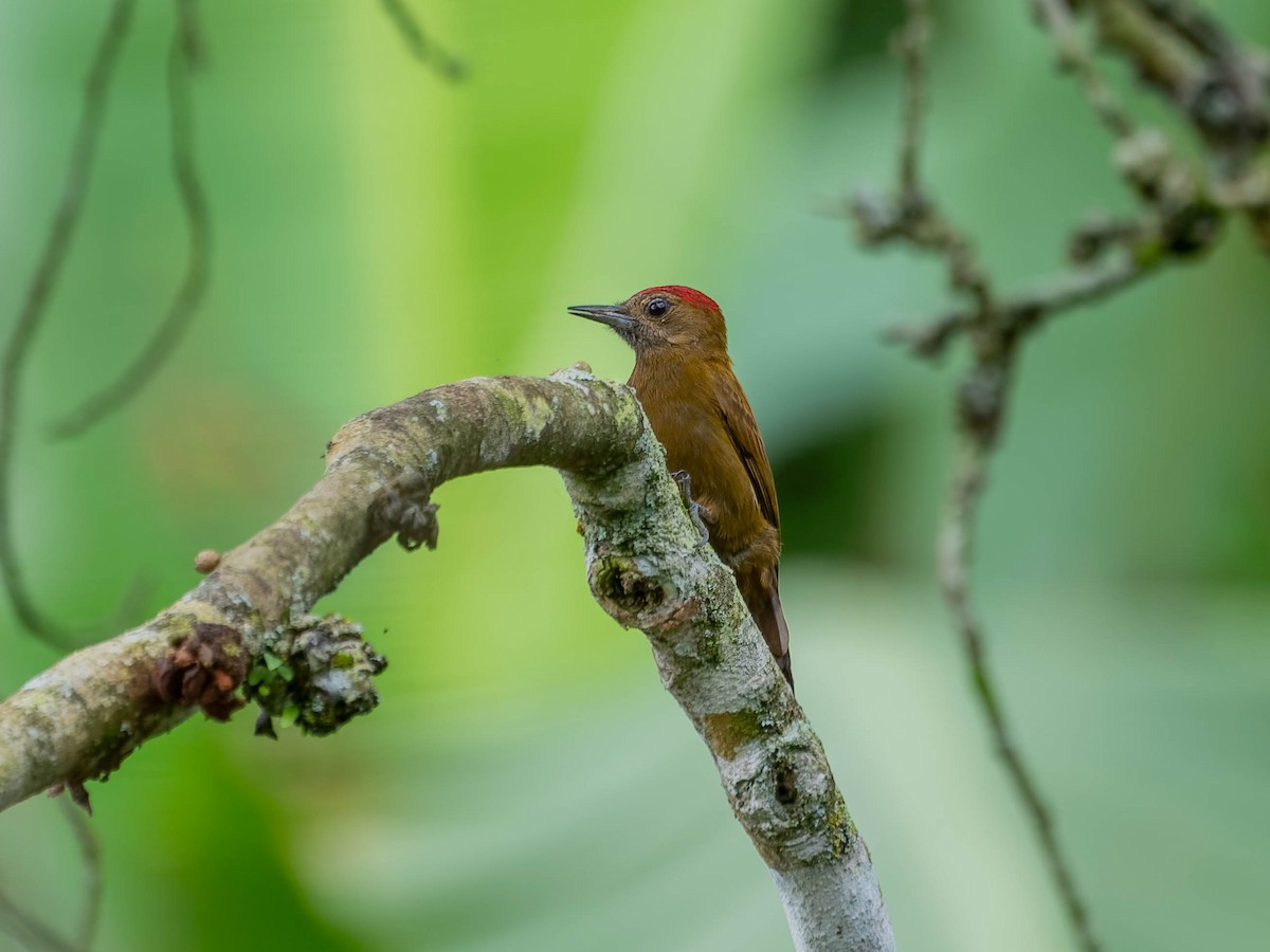 ハゲラ - ML644298457